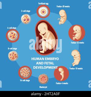 Illustration de l'infographie sur le développement embryonnaire humain Illustration de Vecteur
