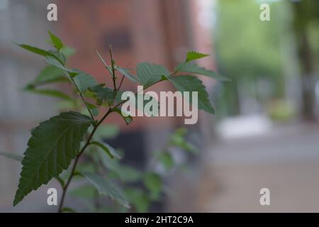 Cliché sélectif de feuilles provenant d'une plante verte dans les rues Banque D'Images