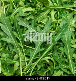 Un fond de feuilles d'arugula fraîches en gros plan, faible profondeur de champ Banque D'Images