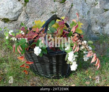 Panier avec feuilles de couleur automnale Banque D'Images