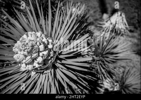 Floraison d'un yucca brevifolia au parc national de Joshua Tree en Californie, États-Unis Banque D'Images