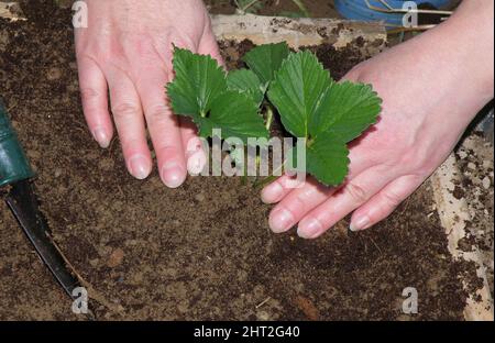 Plante de plantation de fraise Banque D'Images