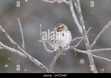 Song Sparrow, Melospiza melodia, pendant la tempête hivernale Banque D'Images