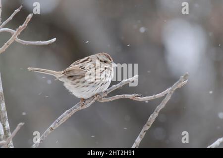 Song Sparrow, Melospiza melodia, pendant la tempête hivernale Banque D'Images