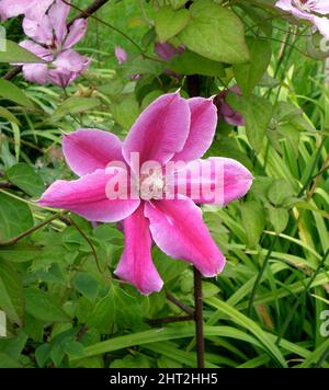 Clematis « coctor Ruppel » Banque D'Images