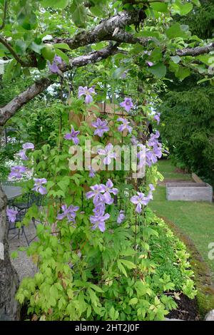 Clematis « Ange bleu » Banque D'Images