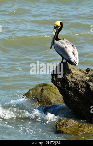 Pélican brun (Pelecanus occidentalis) assis sur une roche près de Panama City, plumes sur sa tête de couleur jaune. Banque D'Images