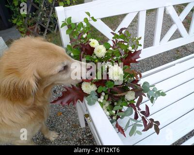 Retriever Flatcoated par un bouquet de fleurs Banque D'Images