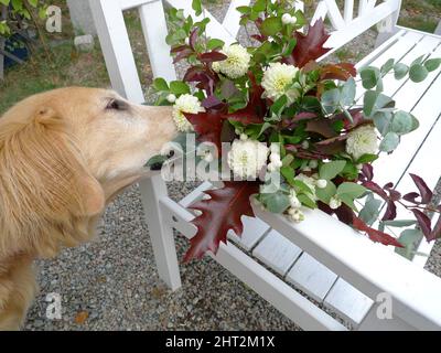 Retriever Flatcoated par un bouquet de fleurs Banque D'Images