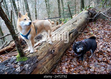 Adorable Akita et Shiba Inu dans une forêt d'automne Banque D'Images