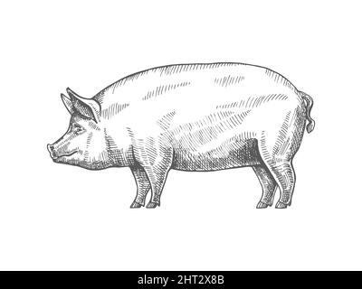 Esquisse d'un cochon. Vecteur vintage illustration main dessiné gros cochon gras isolé sur fond blanc. Illustration de Vecteur