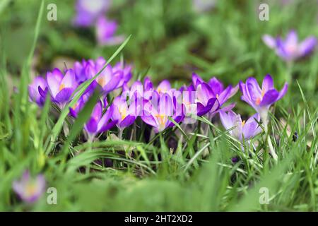 Fleurs de printemps de crocus pourpres sur fond d'herbe floue qui fleurit au début du printemps Banque D'Images