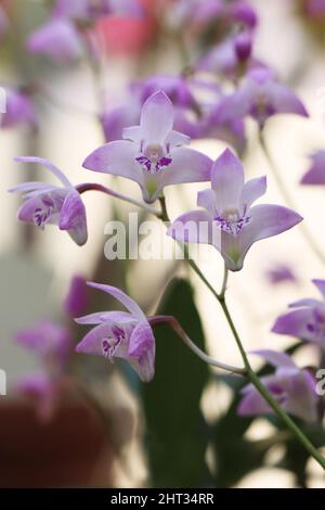 Dendrobium kingianum ou orchidée rocheuse rose. L'American Orchid Society Banque D'Images