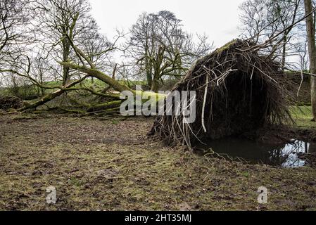 Une succession de tempêtes nommées, et la tempête interly Franklin, a causé le déracinement de nombreux arbres importants... quand les conditions du sol étaient également très humides. Banque D'Images