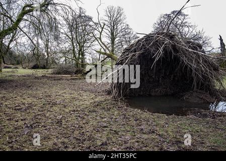 Une succession de tempêtes nommées, et la tempête interly Franklin, a causé le déracinement de nombreux arbres importants... quand les conditions du sol étaient également très humides. Banque D'Images