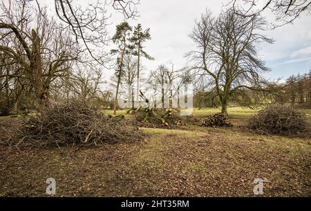 Une succession de tempêtes nommées, et la tempête interly Franklin, a causé le déracinement de nombreux arbres importants... quand les conditions du sol étaient également très humides. Banque D'Images