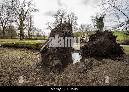 Une succession de tempêtes nommées, et la tempête interly Franklin, a causé le déracinement de nombreux arbres importants... quand les conditions du sol étaient également très humides. Banque D'Images