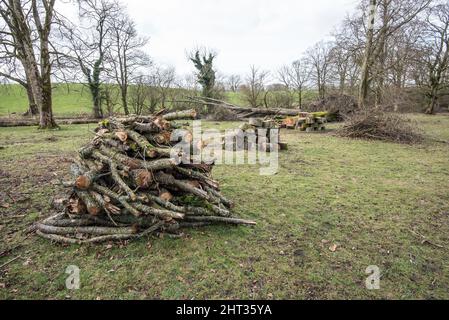 Une succession de tempêtes nommées, et la tempête interly Franklin, a causé le déracinement de nombreux arbres importants... quand les conditions du sol étaient également très humides. Banque D'Images