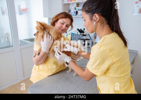 Femme vétérinaire menant un examen médical du chien dans le cabinet du médecin Banque D'Images