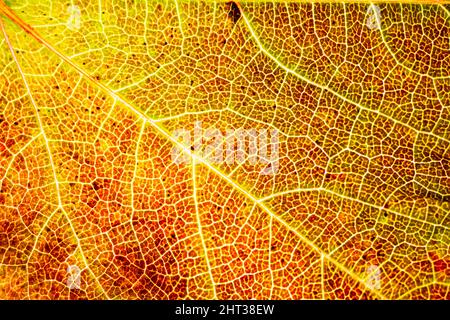 Veine de la feuille de vin sauvage avec macro à l'avant. X-Rayed Banque D'Images