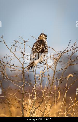 Tir vertical un bourdonnement commun debout sur un arbre sans feuilles au coucher du soleil Banque D'Images