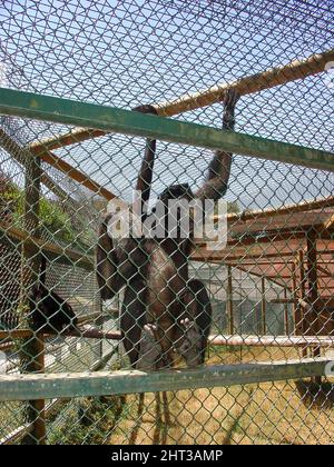 Les singes araignées sont des singes du Nouveau monde appartenant au genre Ateles, qui fait partie de la sous-famille Atelinae de la famille Atelidae. Banque D'Images