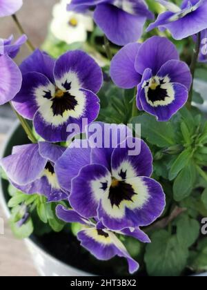 Pansy violet Banque D'Images