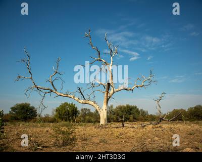 La photo verticale d'un grand arbre sans feuilles se tient seul dans un champ contre un ciel bleu par une journée ensoleillée Banque D'Images