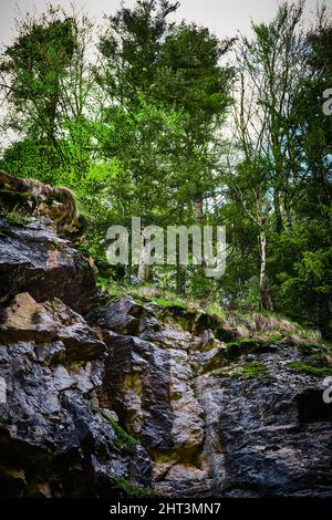 Plan vertical d'une belle forêt verte au bord d'une falaise Banque D'Images
