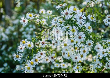 Arbustes aux fleurs de Marguerite ouvertes devant une jeune forêt de peupliers. Banque D'Images