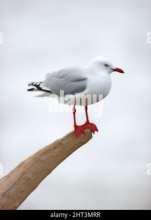 Mouette. Une photo d'un mouette. Banque D'Images