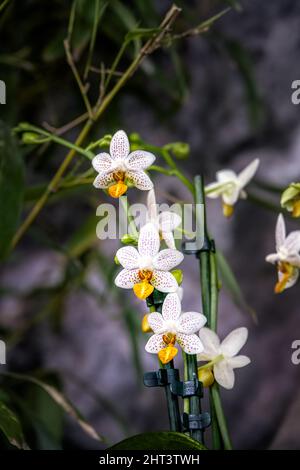 Fleurs blanches et orange mouchetées de l'orchidée phalaenopsis Mini Mark 'maria Theresa' Banque D'Images