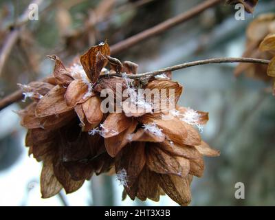 Cristaux de neige sur cônes de houblon Banque D'Images