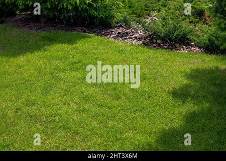 pelouse taillée éclairée par la lumière du soleil près d'un lit de jardin avec buissons à feuilles persistantes et paillage d'écorce d'arbre, fond écologique naturel avec espace de copie. Banque D'Images