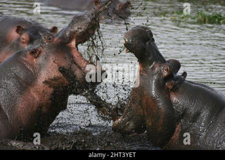 Gros plan de Hippopotamus (Hippopotamus amphibius) luttant dans la boue dans le cratère de Ngorongoro, Tanzanie. Banque D'Images