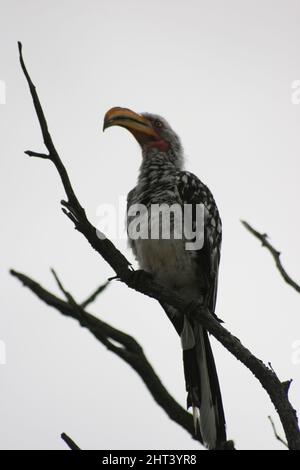 Portrait d'un charme à bec jaune du sud (Tockus leucomelas) assis dans un arbre à l'intérieur du parc national d'Etosha, en Namibie. Banque D'Images