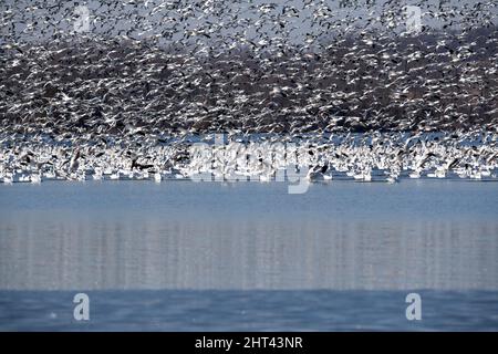 Oies des neiges volant Anser caerulescens / oiseaux aquatiques des oies des neiges affluent vers le nord pour le parc national Spring Middle Creek Reservoir en Pennsylvanie. Annuel Banque D'Images