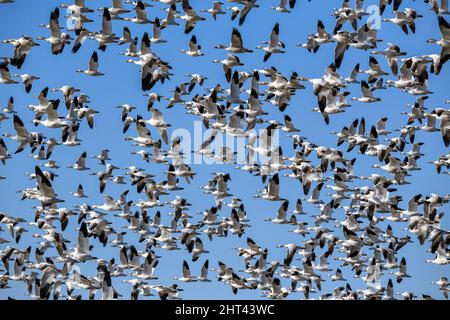 Oies des neiges volant Anser caerulescens / oiseaux aquatiques des oies des neiges affluent vers le nord pour le parc national Spring Middle Creek Reservoir en Pennsylvanie. Annuel Banque D'Images