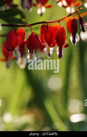 Dicentra rouge et blanc en fleurs ou cœur en gros plan, arrière-plan flou Banque D'Images