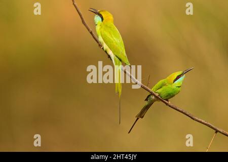 Petits mangeurs d'abeilles vertes (Merops orientalis), à deux sur un branchlet. Parc national de Kanha, Madhya Pradesh, Inde Banque D'Images