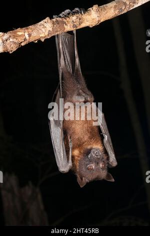 Renard indien volant (Pteropus giganteus), dans une posture typique de roosting ou de toilettage, suspendu à l'envers. Origine: Inde Banque D'Images