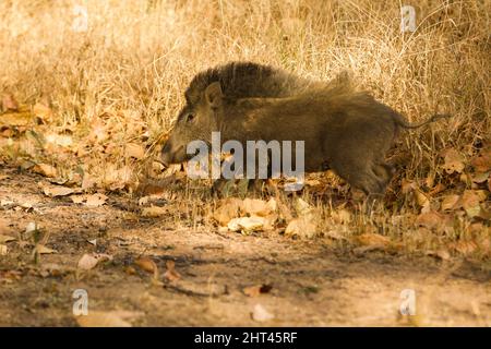 Sanglier indien (Sus scrofa cristatus), femelle. Parc national de Bandhavgarh, Madhya Pradesh, Inde Banque D'Images
