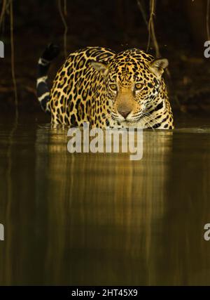 Jaguar (Panthera onca), dans l'eau d'une rivière la nuit. Pantanal, Mato Grosso, Brésil Banque D'Images