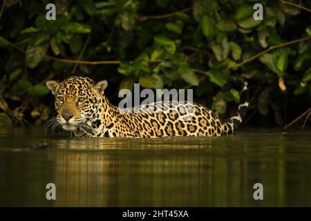 Jaguar (Panthera onca), dans l'eau d'une rivière la nuit. Pantanal, Mato Grosso, Brésil Banque D'Images