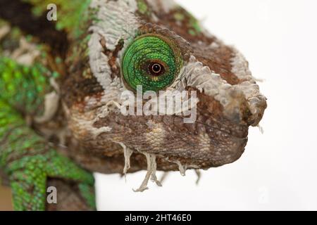 Le caméléon de Parson (Calumma parsonii), tête, gros plan. Le caméléon est en mue. Madagascar Banque D'Images