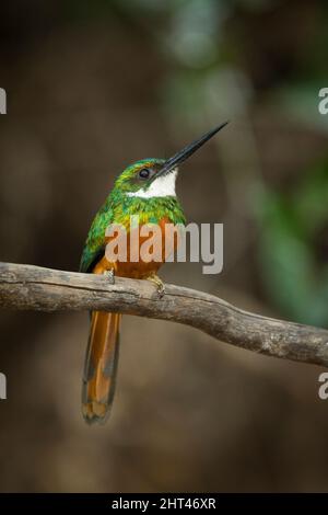 Jacamar à queue rufine (Galbula ruficauda), homme La femelle a une gorge orange. Pantanal, Brésil Banque D'Images