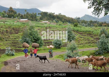 Villageois se réveillant le long d'une route de campagne avec des chèvres suivant. Highlands, Rwanda Banque D'Images