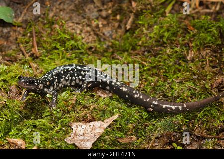 Salamandre minceur du Nord (Plethodon glutinosus), sur la mousse. Entre 12 et 17 cm de long. Un amphibien hautement territorial qui se battra pour son espace. Ce Banque D'Images