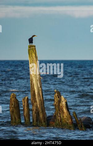 Le grand cormorant noir se trouve sur un vieux quai de mer sur le fond du ciel et de l'eau Banque D'Images