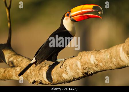 Toco toucan (Ramphastos toco), le plus grand toucan. Le projet de loi mesure environ 20 cm de long. Pantanal, Mato Grosso, Brésil Banque D'Images